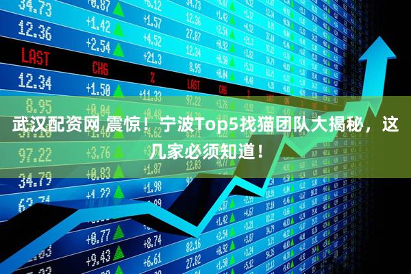 武汉配资网 震惊！宁波Top5找猫团队大揭秘，这几家必须知道！